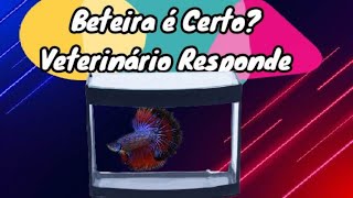 Beteira é Errado Opinião de Veterinário [upl. by Aleemaj]