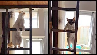 ✰Young KITTEN Follows Big BROTHER Up the LADDER Helpppp 😂 [upl. by Dituri]