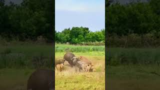 Bison vs Lion this super game is too fierce Animal combat power competition [upl. by Jr]