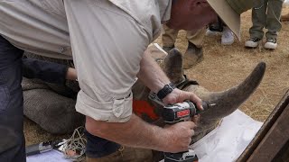 South African researchers test use of nuclear technology to curb rhino poaching [upl. by Jacquetta588]