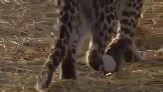 Leopard kills mother Baboon and adopt its child [upl. by Wiatt]