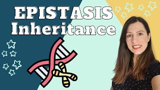 EPISTASIS Alevel Biology Inheritance Genetic crosses showing how one gene masks another [upl. by Yci]