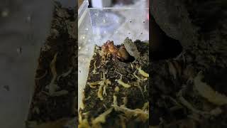 Plug Hole trapdoor spider feeding8 euoplos inornatus australia ytshorts spider furry [upl. by Berkow712]