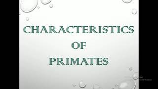 CHARACTERISTICS OF PRIMATES  ANTHROPOLOGY [upl. by Leah968]