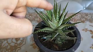 How to care zebra haworthia plantsucculent for beginnerssucculent plantplantlover gardening [upl. by Yelkrab]