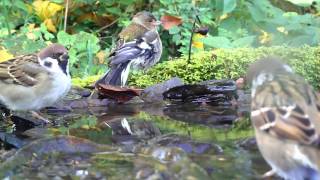 Singvögel baden  Hochbetrieb Eifel  Dohr 31102015 [upl. by Argyres]