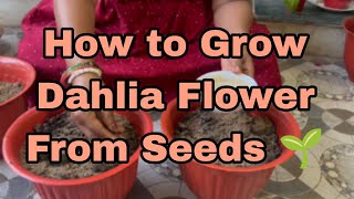 How To Grow Dahlia Flower Plant From SeedsDahlia Seed [upl. by Enaols]