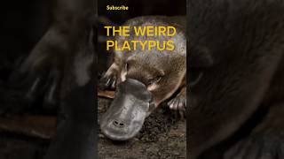 Meet the Platypus Science’s Biggest Puzzle 🧩shorts animals platypus nature animalfacts [upl. by Ormond664]