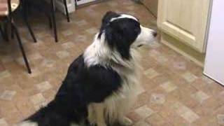 Border Collie Mac sings to Eastenders [upl. by Clementis]