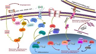 Cell Proliferation Signaling Pathway [upl. by Nide]