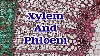 Transport in Plants Xylem and Phloem [upl. by Reddin]