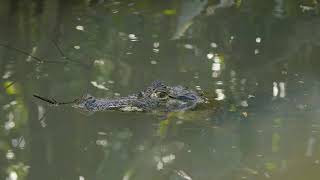 Tortuguero Expedition with Exploradores Outdoors Costa Rica [upl. by Veronique91]