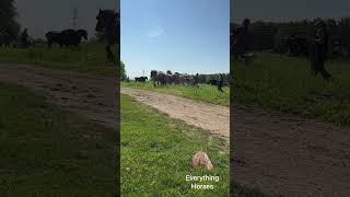 Lots of plowing getting done horse drafthorses plowdays plowing ploughing [upl. by Olav]