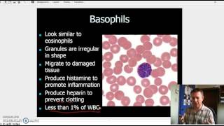 Granulocytes and Agranulocytes [upl. by Ahsile]