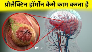 प्रौलैक्टिन हॉर्मोन कैसे काम करता है  working of prolactin hormone [upl. by Grim]