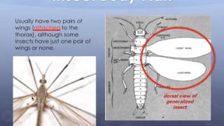 Lesson 4 Uniramia [upl. by Phenice117]