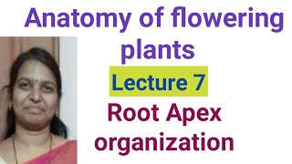 Anatomy of flowering plants  Root Apex organisation [upl. by Undine]