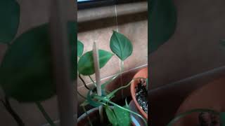 philodendron pottedplants plants houseplants indoorplants myplantlovinghome smallplants [upl. by Renita]