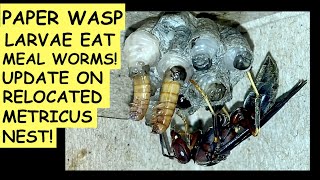 METRICUS WASP LARVAE EATING MEALWORMS Update Video on Relocated Wasp Nest WARNING GRAPHIC IMAGES [upl. by Drarej]