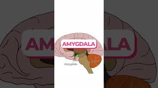 Limbic system brain humanbrain medical biology [upl. by Efar]