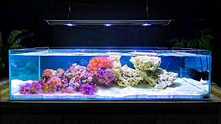 How I Built My Shallow Reef Tank How To Make a Reef Tank [upl. by Hortense]