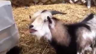 Goats Yelling Like Humans  Super Cut Compilation [upl. by Ahseia913]