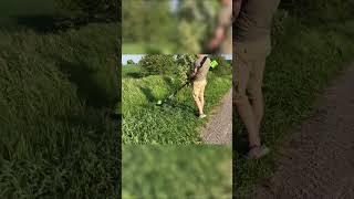 Extreme Lawn Care Mowing Tall Grass and Transforming Overgrown Yards [upl. by Dorion]