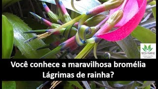 LÁGRIMAS DE RAINHA Billbergia nutans [upl. by Adnohr]