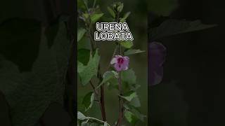 🌺Urena lobata🌺 [upl. by Manard385]