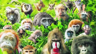 These Are All Primates That Currently Exist [upl. by Legge94]