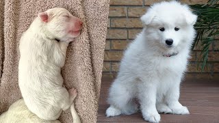 Samoyed Puppies from Newborn to Two Months Old [upl. by Kcor]