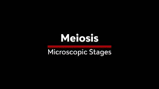 Meiosis stages under the microscope [upl. by Othilie]