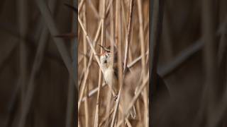 Great reed warbler singing  Film Studio Aves wildlife birds nature [upl. by Powel107]