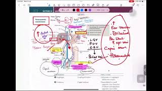 Portosystem Anatomoses  Gastroenterology [upl. by Amzaj]