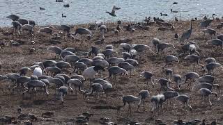 Redcrowned Cranes Whitenaped Cranes and more [upl. by Elbys]