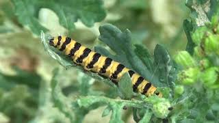 Caterpillar Update July and Zephirine Drouhin [upl. by Marci]