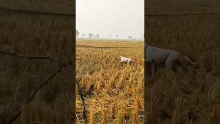 Unique hunting Quail with English pointer batair ka shikar 2024 jall ka sath neting Quail shorts [upl. by Melisse934]