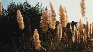 Wind Sounds in Grass Fields Natural Relaxation for Inner Peace [upl. by Saber895]