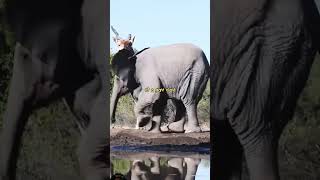 Elephant Charges Giant Eland [upl. by Izmar]