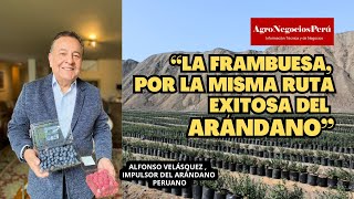 La frambuesa será el próximo éxito agroexportador Alfonso Velásquez cuenta la historia del arándano [upl. by Leirrad]