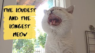 The most talkative and vocal cat in the world [upl. by Adieno]