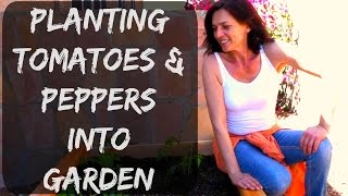 How To Plant Tomatoes amp Peppers into Raised Bed Vegetable Garden in Arizona  Organic Gardening Tips [upl. by Niwdla711]