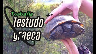 Tosbağa  Testudo graeca  Mediterranean Spurthighed Tortoise [upl. by Htez476]