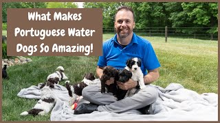 What Makes The Portuguese Water Dog Such a Great Breed [upl. by Cusack353]