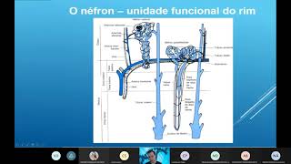 Práticas Aplicadas em Bioquímica e Imunologia Clínica Aula 4  Marcadores da função renal [upl. by Steve]