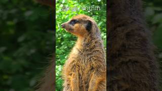 Eyes on the Horizon  Meerkat Lookouts in Action meerkat outdoorswithfamily londonzoo [upl. by Abrahan]