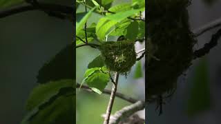 Warbling vireo bird singing in nest shorts [upl. by Cindee]