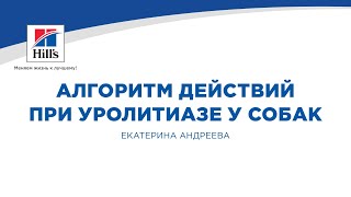 Вебинар на тему quotАлгоритм действий при уролитиазе у собакquot Лектор  Екатерина Андреева [upl. by Noxin]