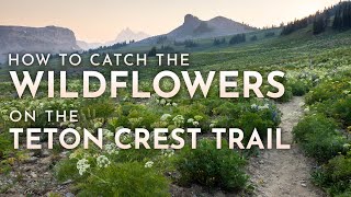 Best Time to Hike the Teton Crest Trail  Catch the Wildflowers [upl. by Hembree683]