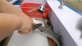 KOREAN SEAFOOD Amazing live Mullet Cutting Sashimi  Heunghae Market cooking cuisine dish [upl. by Ahsyak]